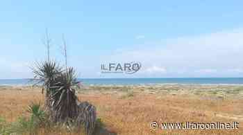 Il fratino nidifica ad Ardea e la spiaggia diventa area protetta: l'ira dei consorziati - Il Faro Online - IlFaroOnline.it