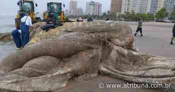 Baleia é encontrada morta na faixa de areia em Praia Grande - A Tribuna