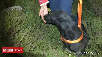 Labrador vanishes into hole and sparks seven hour rescue mission