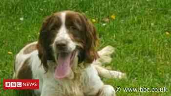 Newport spaniel owner 'dumbfounded' by thefts