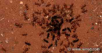 What Can Ants and Bees Teach Us About Containing Disease?