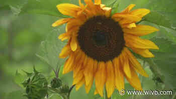 Sunflowers of Sanborn opens for season today