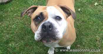 Pet dogs being snatched across the UK as they sell for thousands online