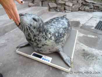 Aquarium of Niagara holding 40th birthday celebration for Sandy the harbor seal this weekend
