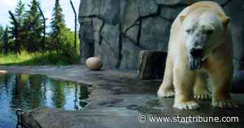 Buzz, Como Park Zoo polar bear, dies at 24