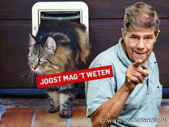 Hoe overtuig ik mijn buren dat ze onze kat niet in hun huis moeten laten?