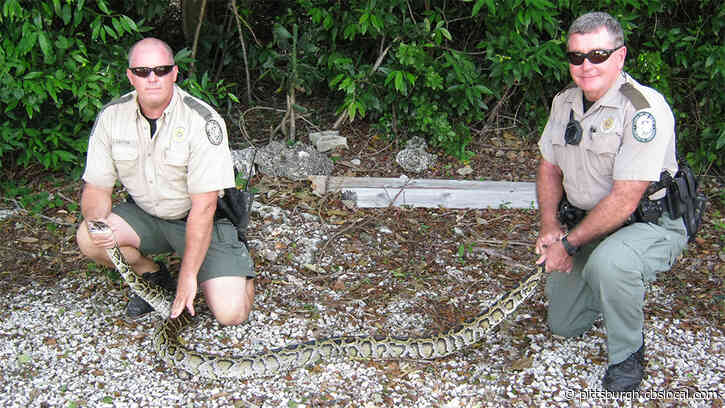 Florida Removes 5,000 Pythons From The Everglades