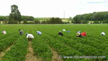 Ottawa to invest $59M on protecting migrant farm workers, Report - lintelligencer