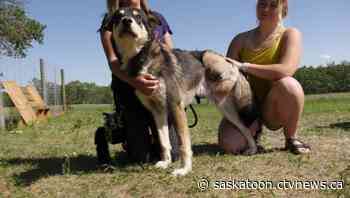 Saskatoon dog rescued after losing most of its leg in trap