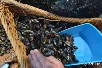 Ouistreham : après plusieurs mois d'interdiction, la pêche à pied des moules autorisée - Le Liberté Caen - Bonhomme Libre