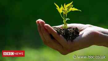 How gardening could help in the fight against obesity - BBC News