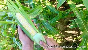 Taber corn stands to open with “soft launch” this Thursday - Lethbridge News Now