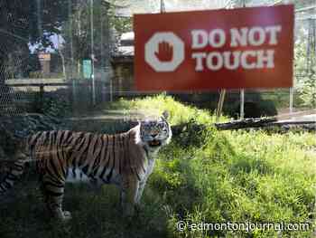 Tiger habitat more than doubled at Edmonton Valley Zoo, opens ability to join breeding program - Edmonton Journal