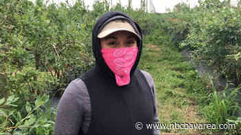 Stanford Graduate Works as Farmworker on Way to Medical School - NBC Bay Area
