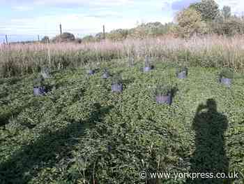 Cannabis plants seized by police in York
