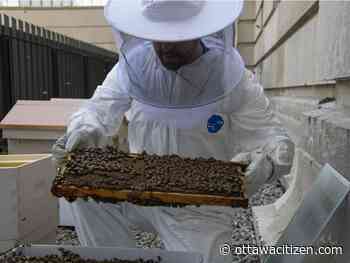 What's abuzz at the Senate of Canada? Honeybees, 750,000 of them