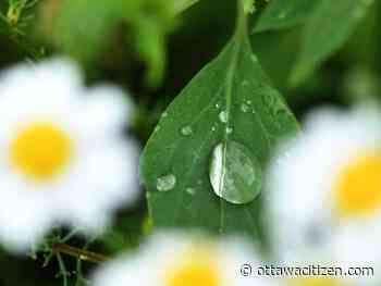 Weather: Cloudy, showers and thunderstorms possible