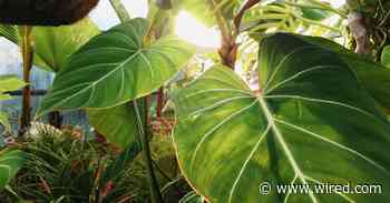 Why Are Plants Green? The Answer Might Work on Any Planet