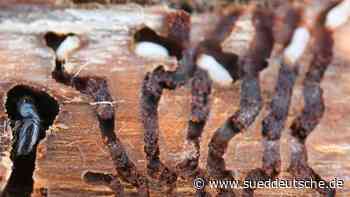 Borkenkäfer bedroht Franken und den Bayerischen Wald - Süddeutsche Zeitung