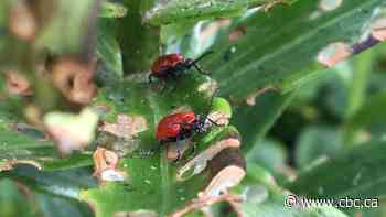 Goodbye lily beetle? Olds College releases wasp predator as part of study