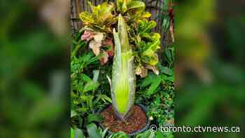 'What’s that smell?': Rare corpse flower set to bloom in Toronto next week
