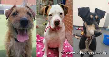 10 dogs in Bristol which are looking for their forever homes