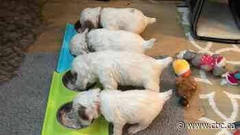 Pandemic drives demand for puppies during Edmonton's dog days of summer