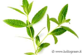 Erba Luigia, erba aromatica dal gradevole odore di limone - Tuttogreen