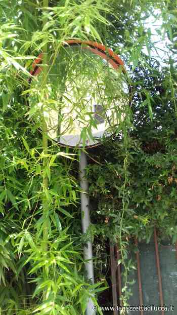 Zappia (Lega): "Capannori detiene il guinnes dei primati per l'erba alta" - La Gazzetta di Lucca