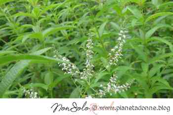 Cedrina o limonina: 1 erba per 5 rimedi eccezionali! La conoscete? - NonSoloRiciclo