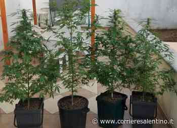 In casa mezzo chilo di “erba” e 16 piante di cannabis: ai domiciliari un 53enne - Corriere Salentino
