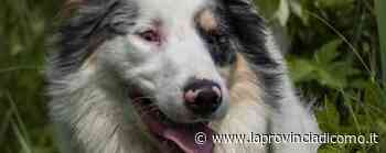 Erba, cane adottato in Svizzera Ma lo uccidono con l'eutanasia - LaProvincia.it/COMO - Cronaca, Erba - La Provincia di Como