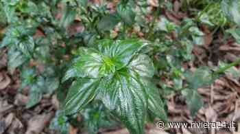 Marco Damele presenta la Rungia klossii, l'insolita e curiosa "Erba Fungo" - Riviera24 - Riviera24