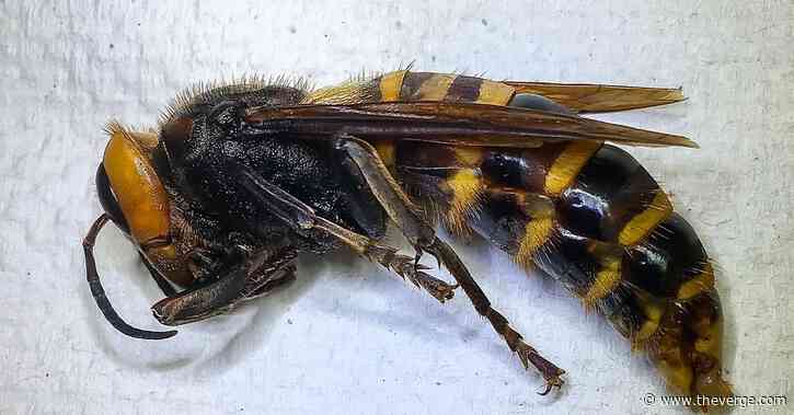 Hey murder hornet how’s it going