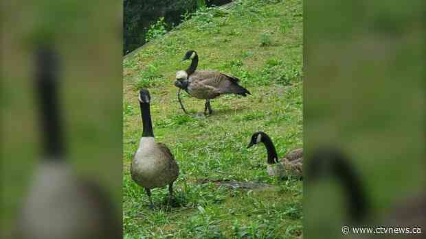 Canada goose found with explosive duct taped to its body