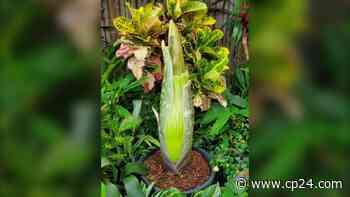 'What's that smell?': Corpse flower expected to bloom in Toronto next week - CP24 Toronto's Breaking News