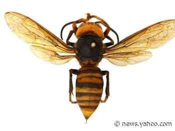 A 'murder hornet' has been trapped for the first time in Washington after several confirmed sightings