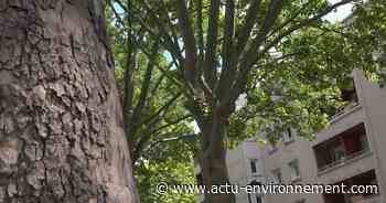 Plan Canopée : une politique de l'arbre pour la Seine-Saint-Denis - Actu-Environnement.com