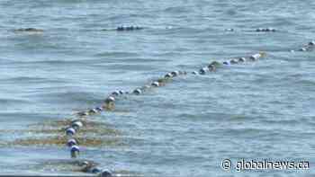 Lake water advisories leaves some Alberta campers steering clear of taking a swim