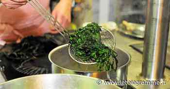 Sortie et cuisine aux algues à Carantec - Le Télégramme