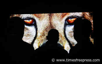 In reversal, the Consumer Electronics Show gadget show won't be in-person after all - Chattanooga Times Free Press