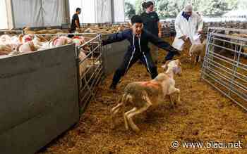 L’abattoir géant de la Courneuve a reçu 3000 moutons pour l’Aïd Al-Adha - Marocains du monde