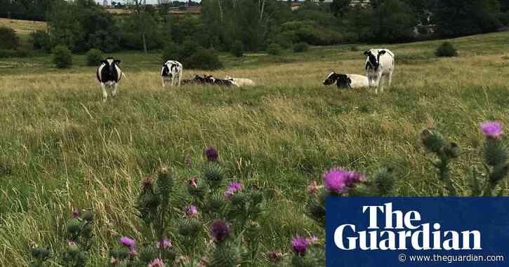 Country diary: a prickle of excitement among the purple thistles