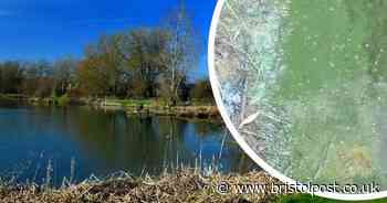 Harmful blue-green algae found near local beauty spot