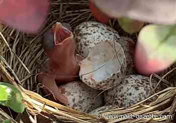Us: Baby birds join our families for a moment, then they grow up