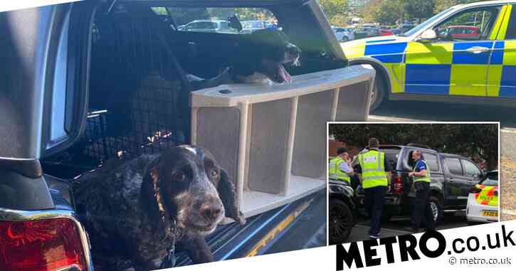 Two dogs left in sweltering hot car while owners went to theme park