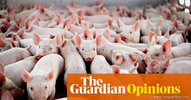 The pandemic has revealed gruesome animal abuses at US factory farms | Andrew Gawthorpe