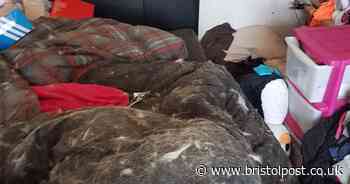 Woman neglected gran in home where police found cannibalised cats