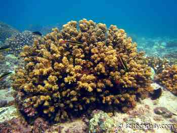 Some Tropical Coral Reefs Resilient to Rising Temperatures – May Show “The Key to Survival for Future Reefs”