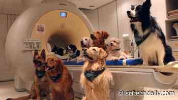 Speech Processing Hierarchy in the Dog Brain – Exciting Similarities With Humans